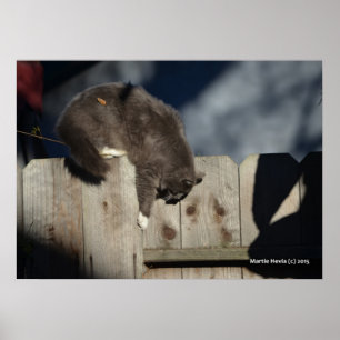 Kat auf Zaun (5) Plakat