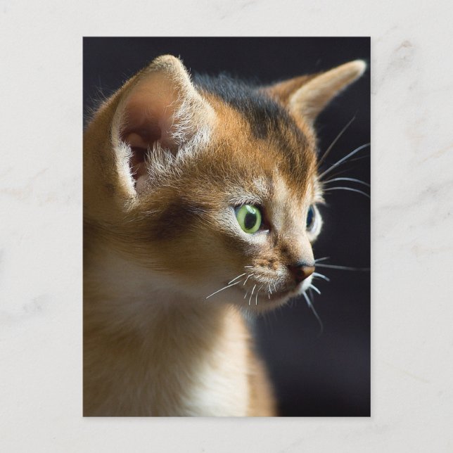 Kat Postkarte (Vorderseite)