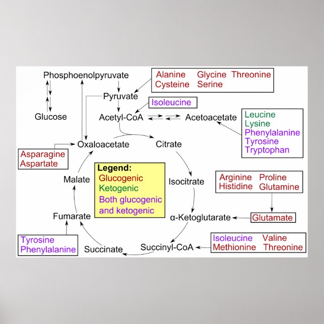 Katabolismus proteinogenes Aminosäurediagramm Poster (Vorne)