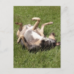 Katahoula Leopard Dog Rolling in Gras Postkarte