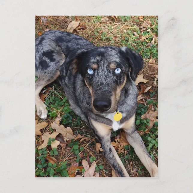 Katahoula Leopard Hund legt sich nieder Postkarte (Vorderseite)