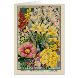 Katalog für Saatgut Vintager Blume