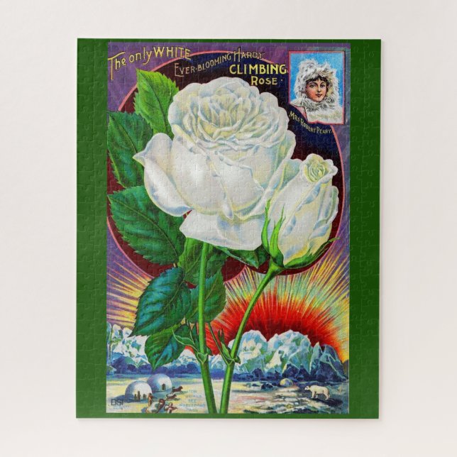 Katalogbild der 1890er Jahre White Rose (Vertikal)