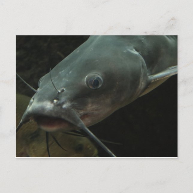 Katfisch Postkarte (Vorderseite)