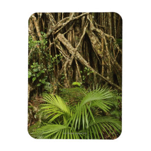 Kathedralen-Feige, Yungaburra, Atherton Tableland Magnet