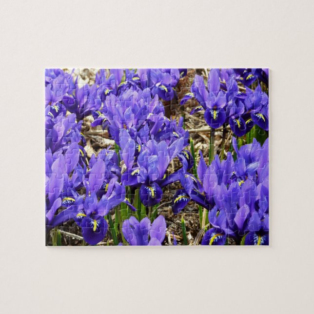 Katherine Hodgkin Irises Lila Frühlingsfloral (Horizontal)