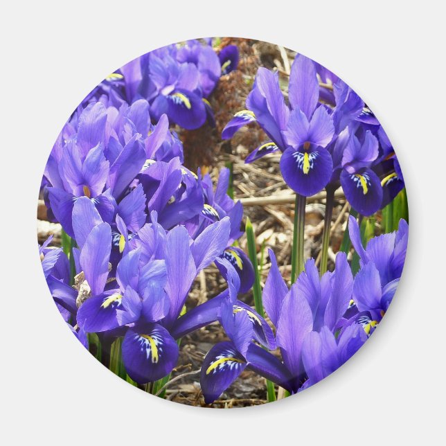 Katherine Hodgkin Irises Lila Frühlingsfloral Magnet (Vorne)