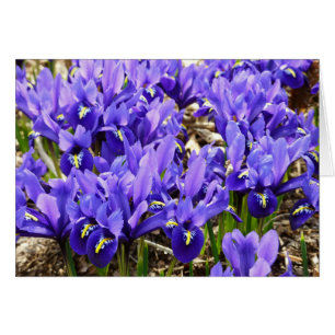 Katherine Hodgkin Irises Printemps Violet Floral