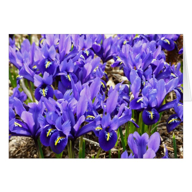 Katherine Hodgkin Irises Printemps Violet Floral (Devant horizontal)