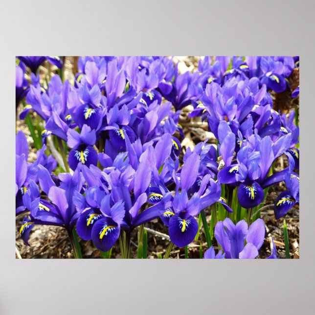 Katherine Hodgkin Irises Purple Spring Floral Poster (Vorne)