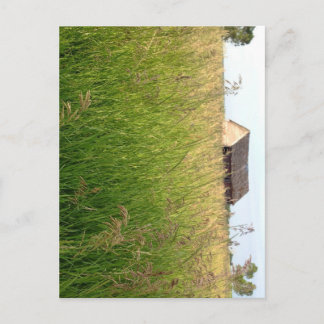 Kathleen Taylor's Amber Waves of Hay Postkarte