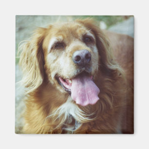 Katie alt magnet