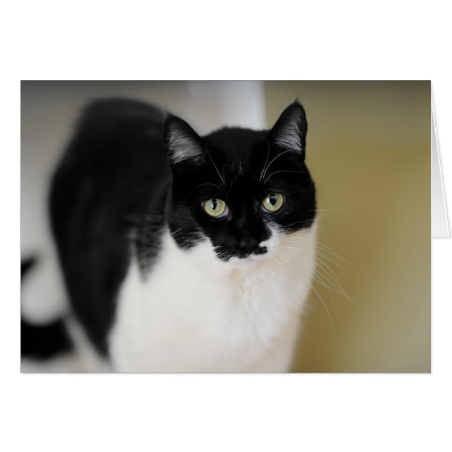 Katie Miezekatze (Vorderseite (Horizontal))