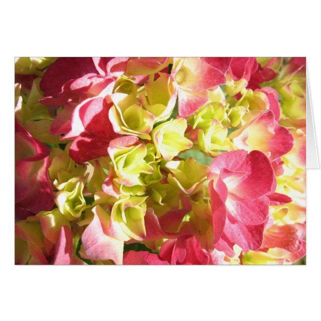 Katies Hydrangea (Vorderseite (Horizontal))