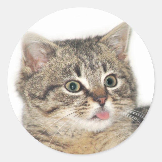 Katitude Runder Aufkleber (Vorderseite)