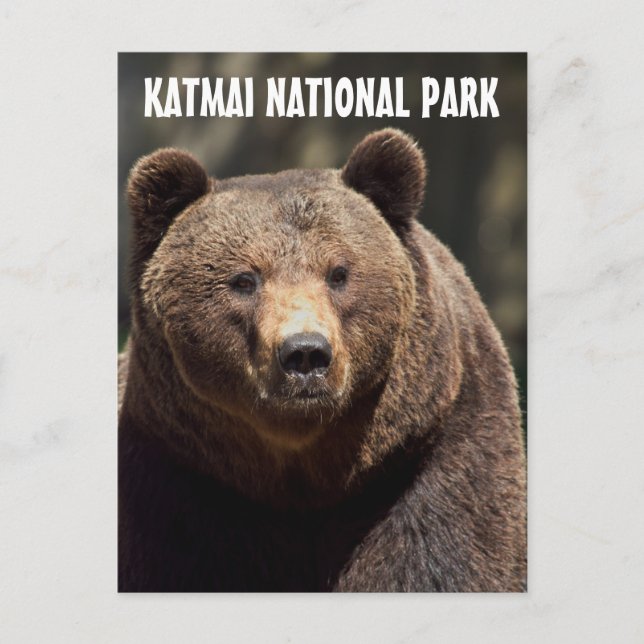 KATMAI NATIONAL PARK GRIZZLY BEAR POSTCARDS POSTKARTE (Vorderseite)