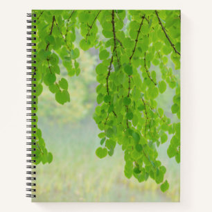 Katsura-Baumzweige im Frühling Seabeck, WA Notizbuch