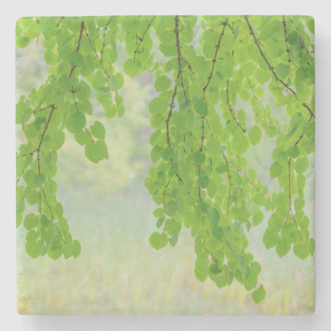 Katsura Tree Limbs in Springtime| Seabeck, WA Steinuntersetzer (Vorderseite)
