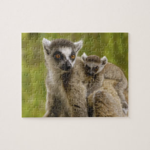Kattalemuren (Lemur catta) Mutter & Baby.