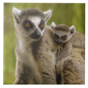 Kattalemuren (Lemur catta) Mutter & Baby. Fliese