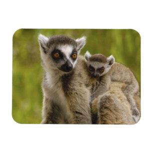 Kattalemuren (Lemur catta) Mutter & Baby. Magnet