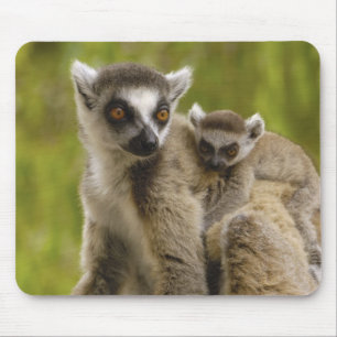 Kattalemuren (Lemur catta) Mutter & Baby. Mousepad