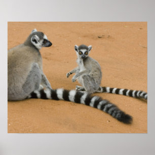 Kattenmaki, (Lemur catta), Berenty Poster