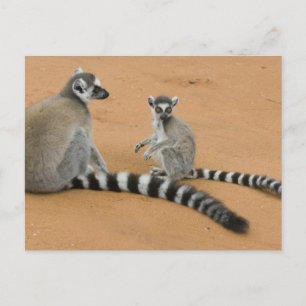 Kattenmaki, (Lemur catta), Berenty Postkarte
