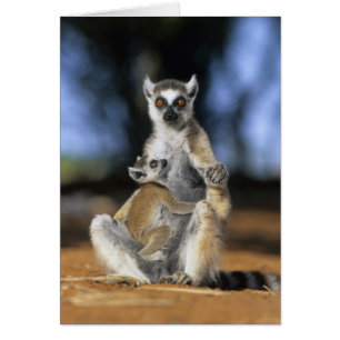 Kattenmaki, (Lemur catta), Mutter und