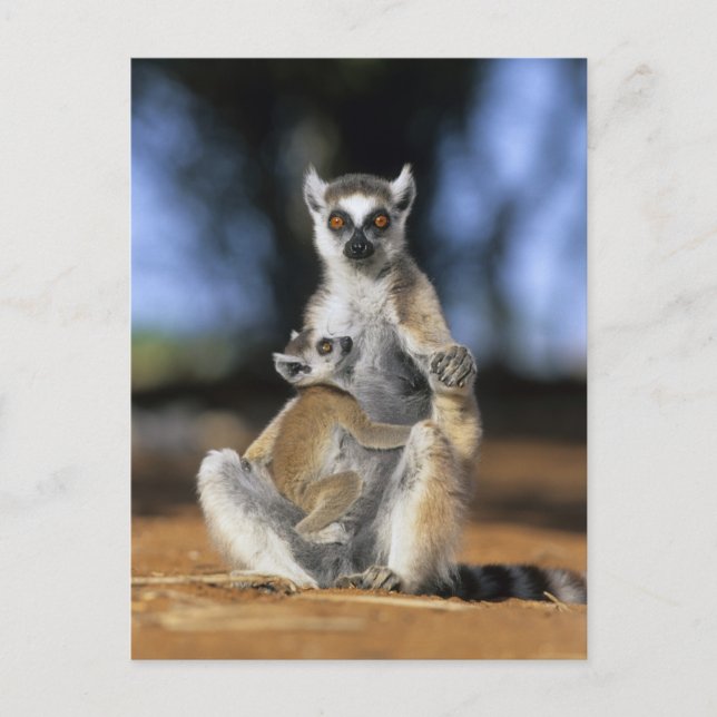 Kattenmaki, (Lemur catta), Mutter und Postkarte (Vorderseite)