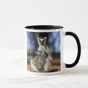 Kattenmaki, (Lemur catta), Mutter und Tasse