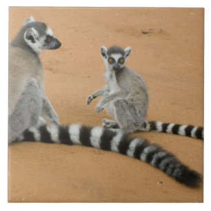 Kattenmakis, (Lemur catta), Berenty Fliese