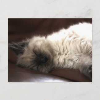 Kattunge/Kitten Postkarte