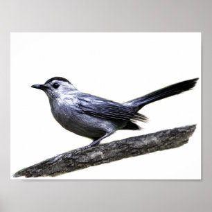 Katvogel Poster
