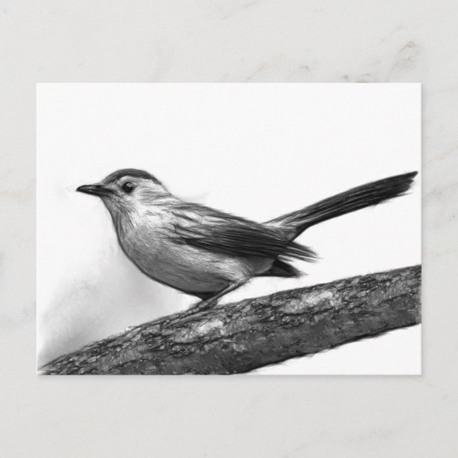Katvogel Postkarte (Vorderseite)