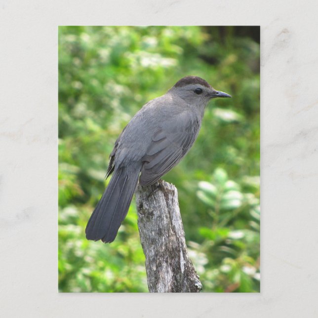 Katvogel Postkarte (Vorderseite)