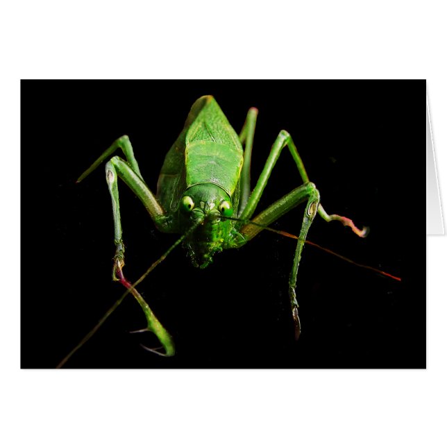 Katydid Blank Card (Vorderseite (Horizontal))