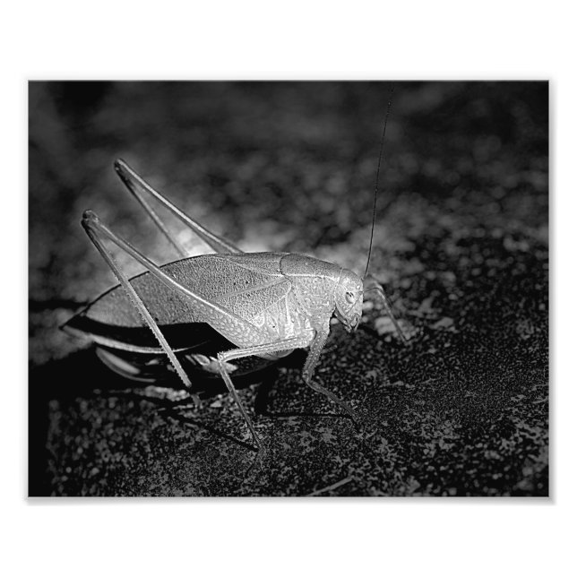 Katydid Grasshopper in Schwarz-Weiß-Insekten 8x10 Fotodruck (Vorne)