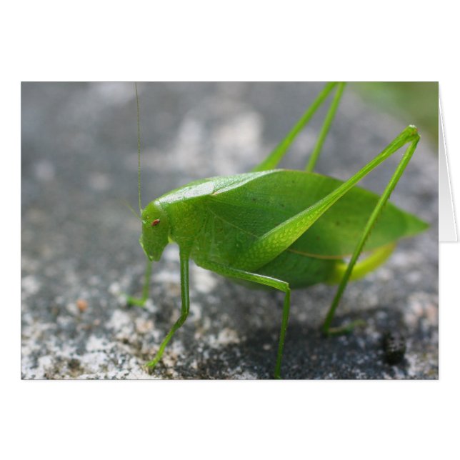 Katydid Grasshopper Naturofotografie-Karte (Vorderseite (Horizontal))