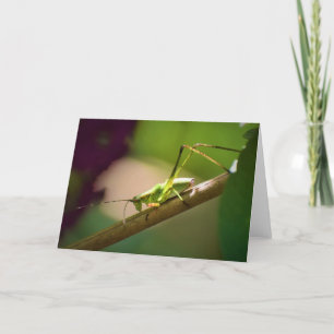 Katydid, Karte