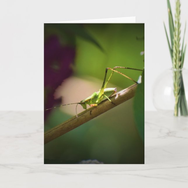Katydid, Karte (Vorderseite)