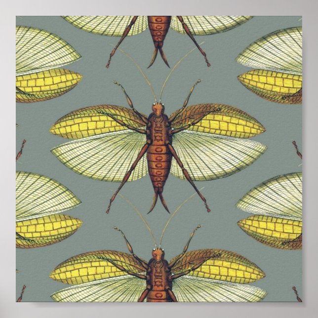 Katydid Poster (Vorne)
