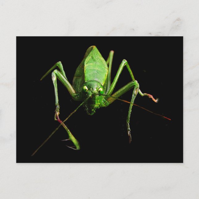 Katydid Postkarte (Vorderseite)