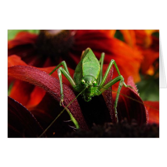 Katydid sur la carte blanche Rudbeckia (Devant horizontal)