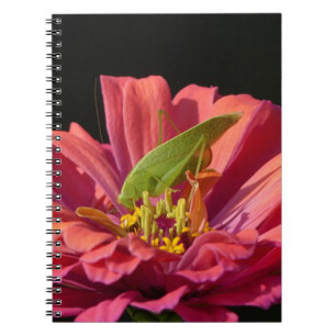 Katydid über Zinnia Notizblock