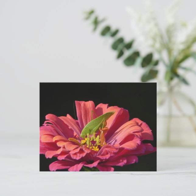Katydid über Zinnia Postkarte (Stehend Vorderseite)