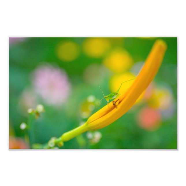 Katydid und Blume Fotodruck (Vorne)