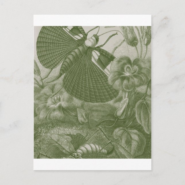 Katydids Postkarte (Vorderseite)