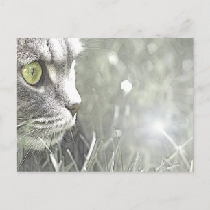 Katz Postkarte