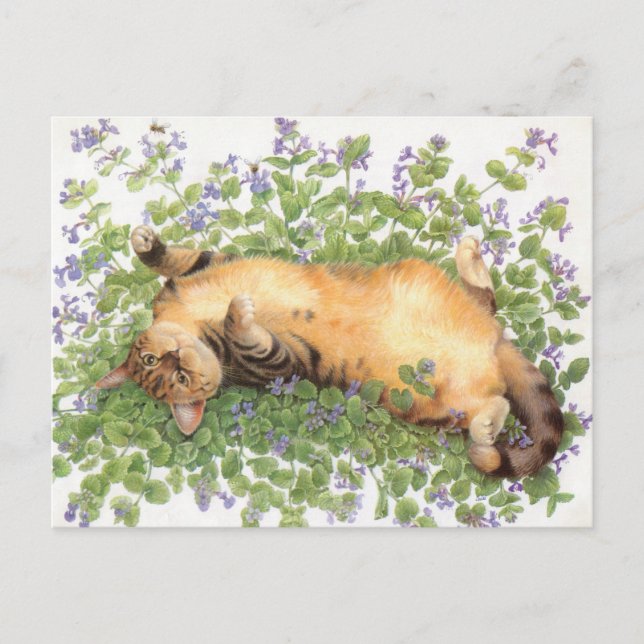 KATZBILDUNG POSTKARTE (Vorderseite)